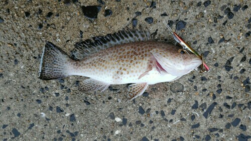 オオモンハタの釣果