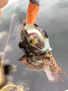 アナハゼの釣果