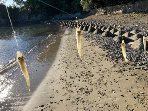 シロギスの釣果