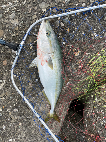 ハマチの釣果