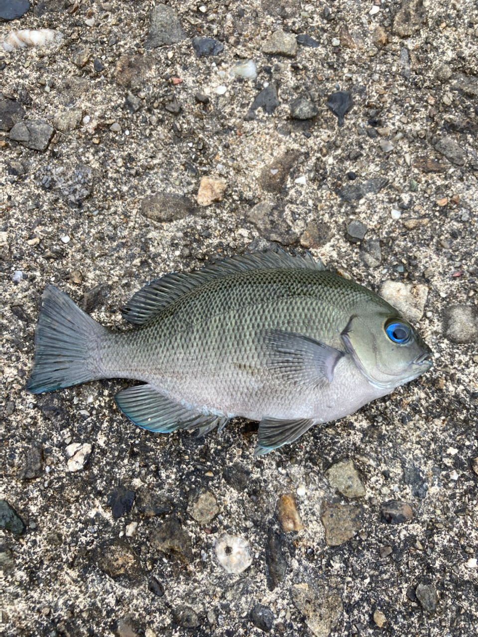 クチブトグレ