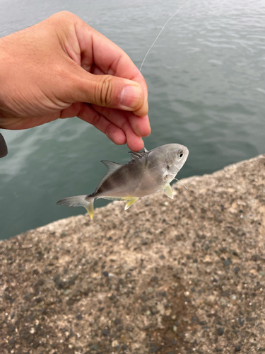 メッキの釣果