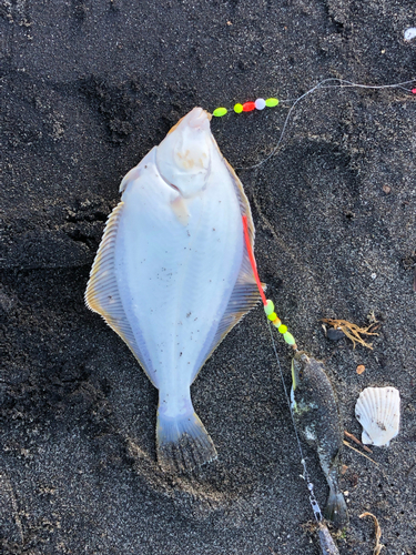 カレイの釣果