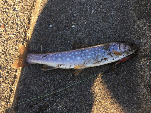 アメマスの釣果