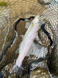 アメマスの釣果