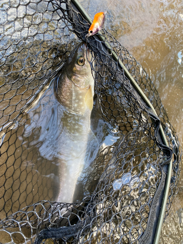 アメマスの釣果