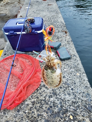 コウイカの釣果