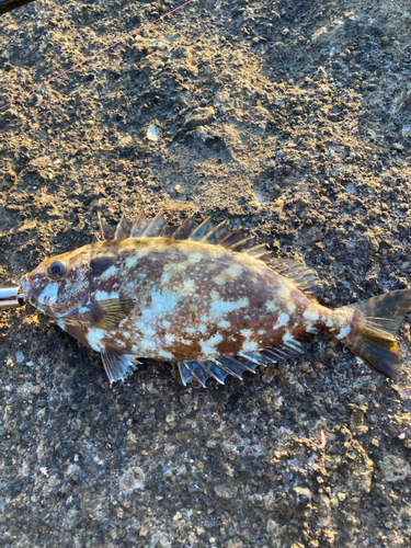 アイゴの釣果