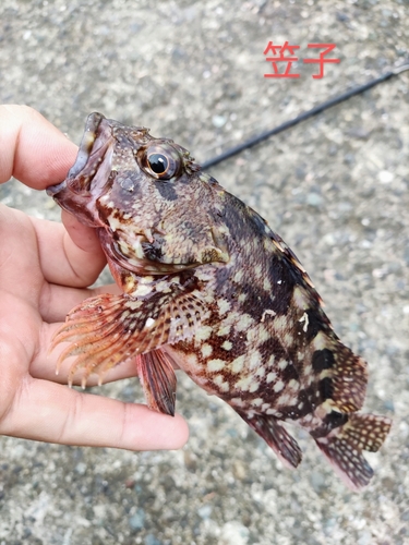 カサゴの釣果