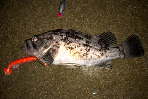 クロソイの釣果