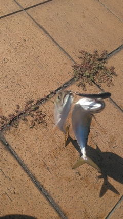 サバの釣果