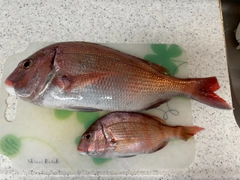 マダイの釣果