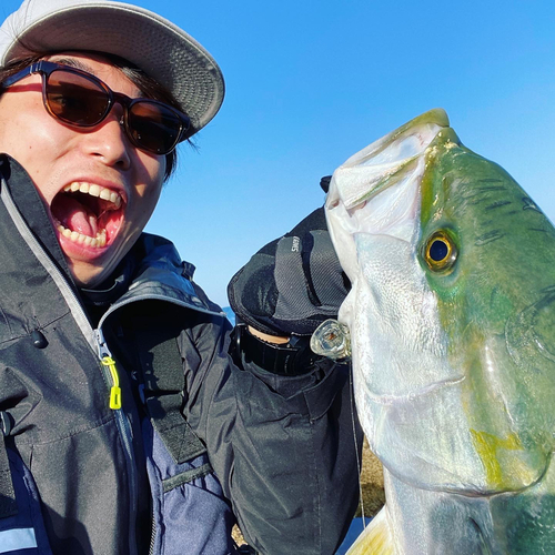 ブリの釣果