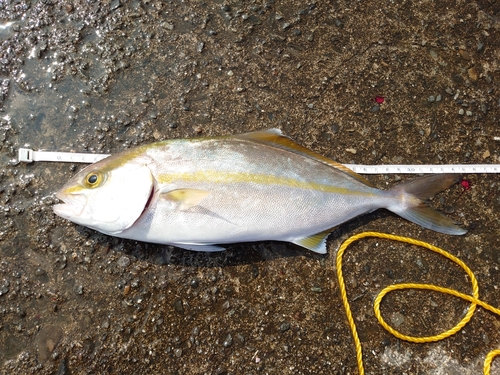 シオの釣果