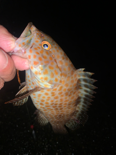 オオモンハタの釣果