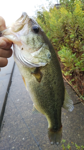 ラージマウスバスの釣果