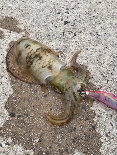 アオリイカの釣果