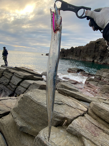 タチウオの釣果