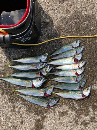 マサバの釣果