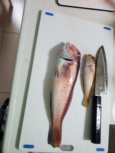 アマダイの釣果