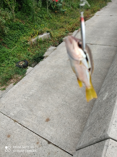 ヨコスジイシモチの釣果