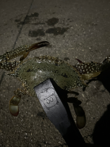 ガザミの釣果