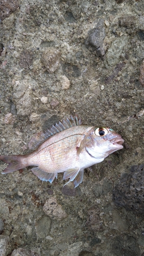 チダイの釣果