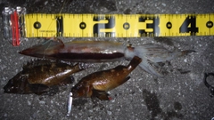 イカの釣果