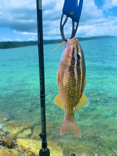 ミナベヒメジの釣果