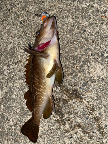 ガヤの釣果