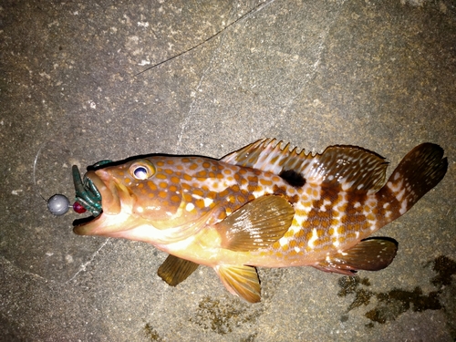 アコウの釣果