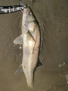 タイリクスズキの釣果