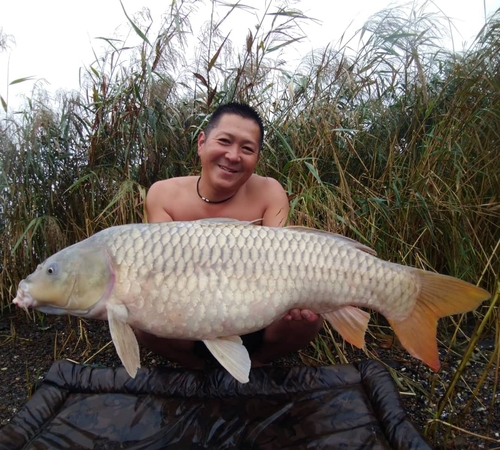 コイの釣果