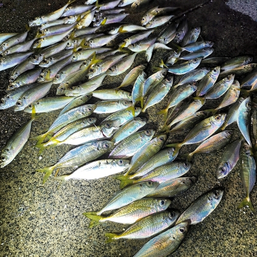 マアジの釣果