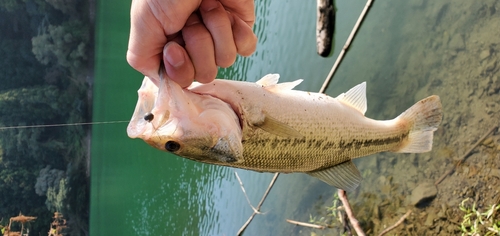 ラージマウスバスの釣果