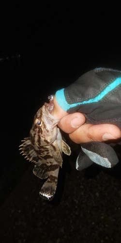 タケノコメバルの釣果