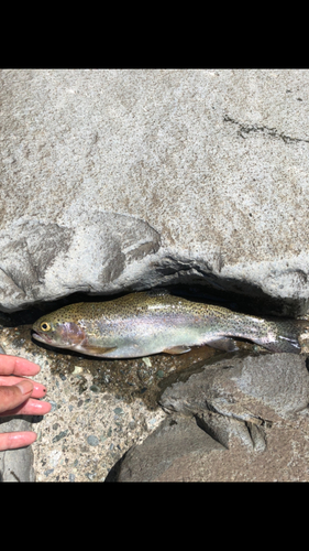 ニジマスの釣果