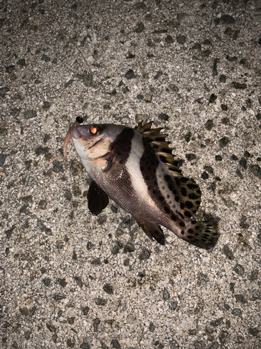 コショウダイの釣果