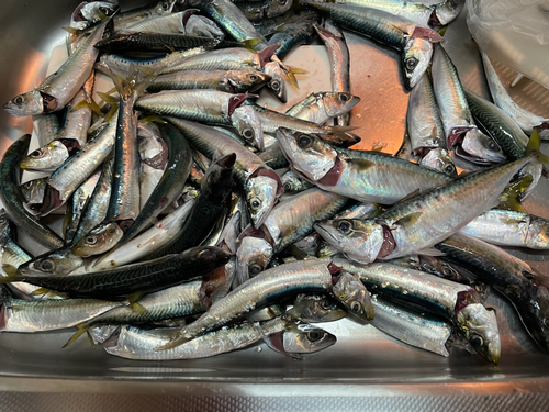 イワシの釣果