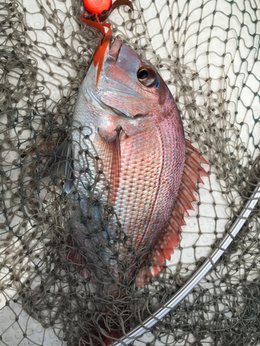 マダイの釣果