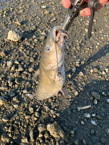 ナマズの釣果