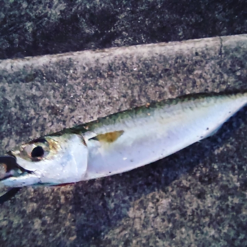 サバの釣果