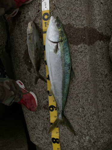 メジロの釣果