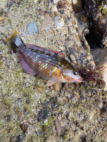 ホシササノハベラの釣果