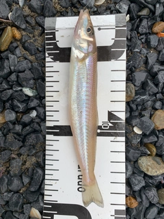 シロギスの釣果