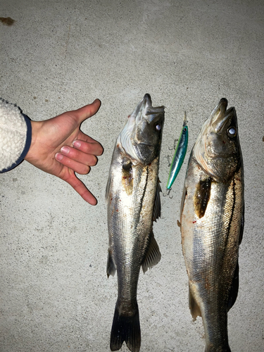 シーバスの釣果