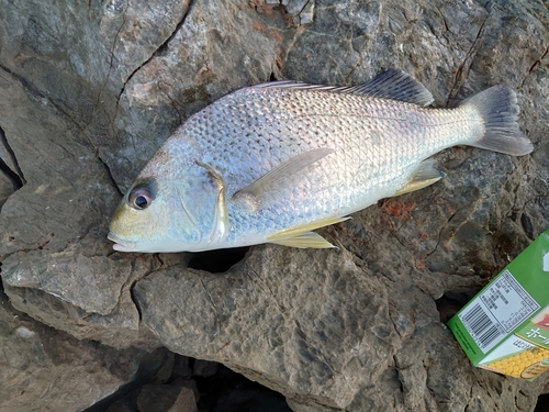 ホシミゾイサキの釣果