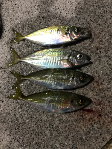 アジの釣果