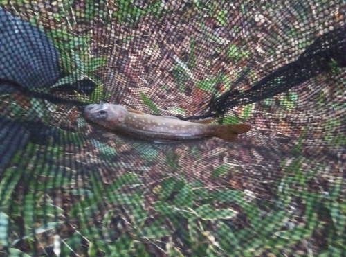 アメマスの釣果