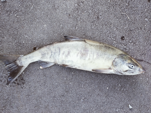 サケの釣果